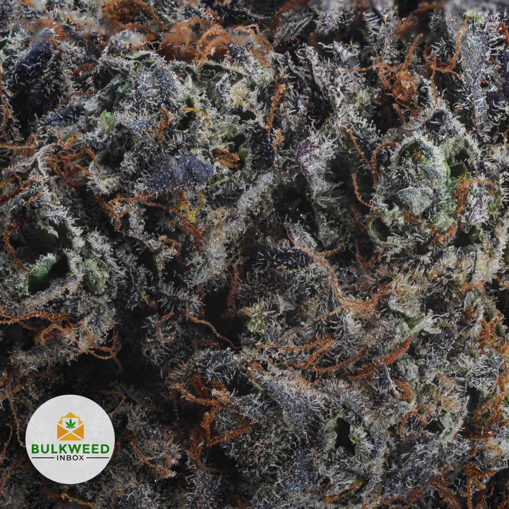 NOIR-DIAMANT-NELSON-CRAFT-FARMS2-2