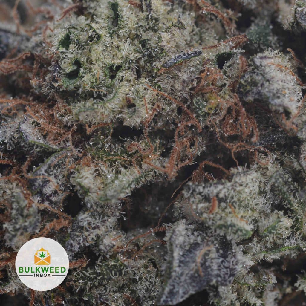 OG-KUSH-BREATH-2