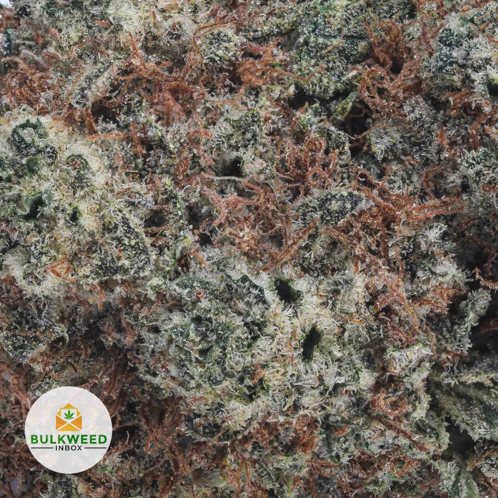PLATINUM-HAZE-BB2-2