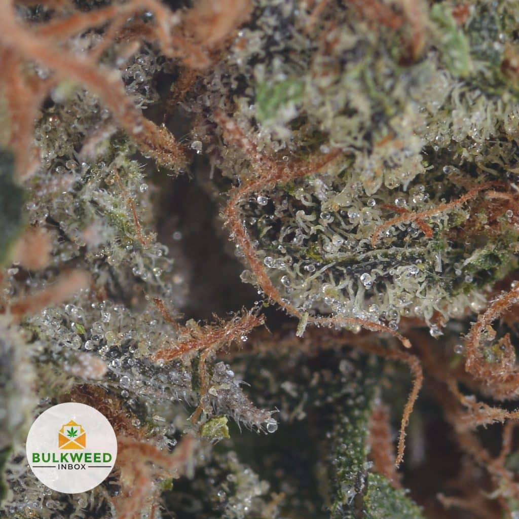 PURPLE-KUSH-2