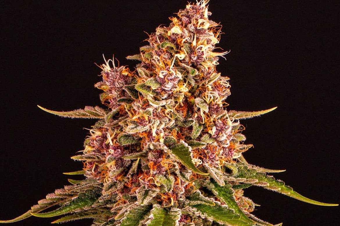 Pink-kush-flower-bc-canada-buy-weed-online