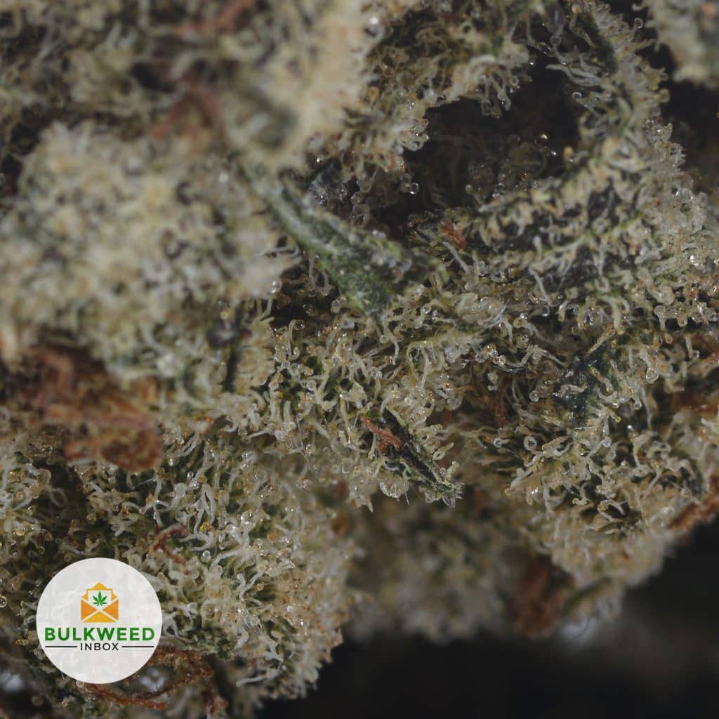 ROMULAN-POPCORN-2