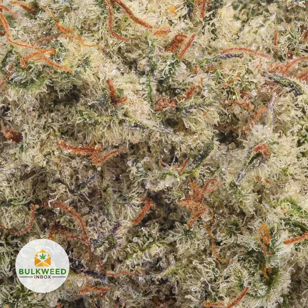 SKYWALKER-POPCORN-AA2-2