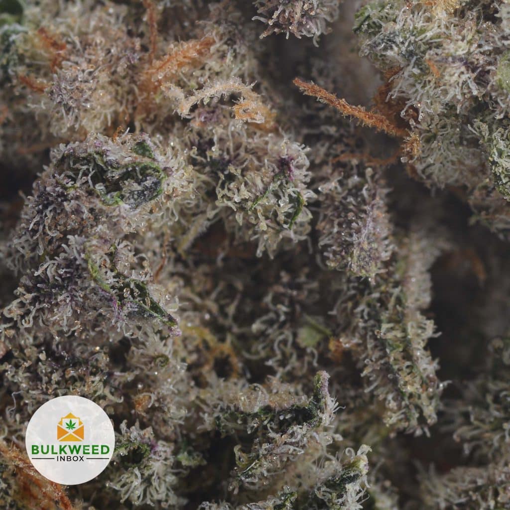 SOUR-JACK-2