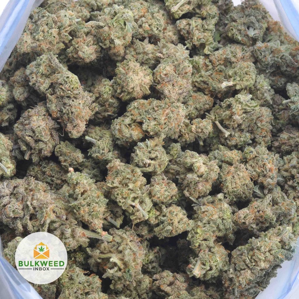 SOUR-JACK-3