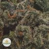 TUNA-KUSH-POPCORN-2