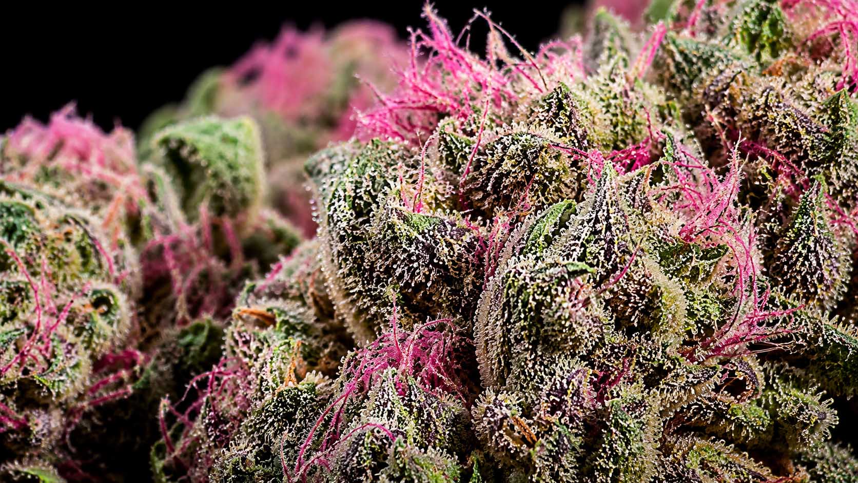 pink-kush-premium-craft-cannabis-closeup