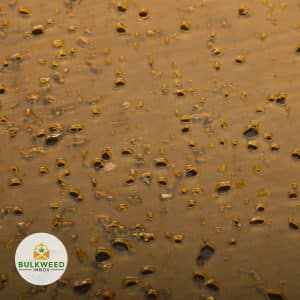 sunset-sherbet-shatter