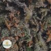 ALIEN-DAWG-2