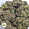 ALIEN-DAWG-3