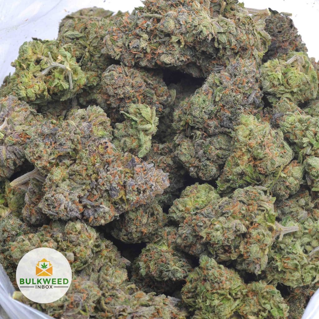 ALIEN-DAWG-3