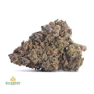 ALIEN-DAWG