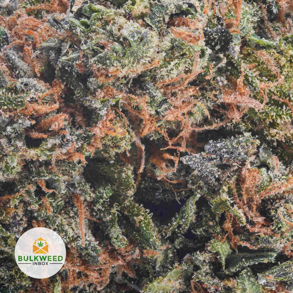 ALIEN-DAWG1
