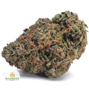 ALIEN-DAWG2
