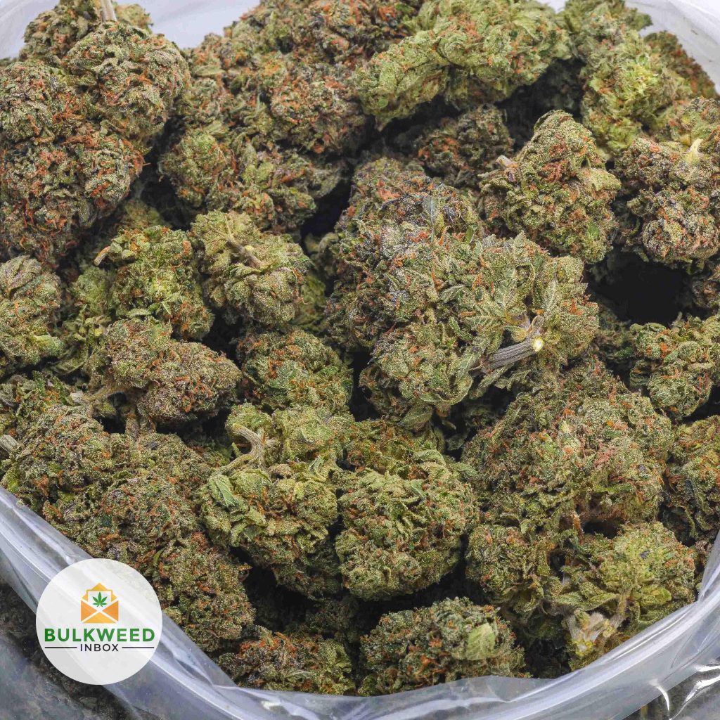 ALIEN-DAWG3