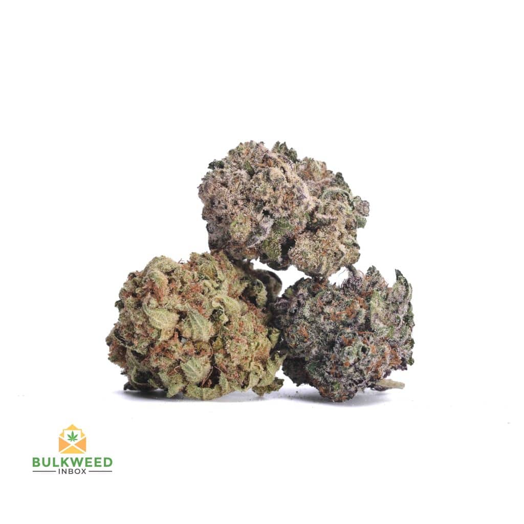 BLACK-DOMINA-POPCORN