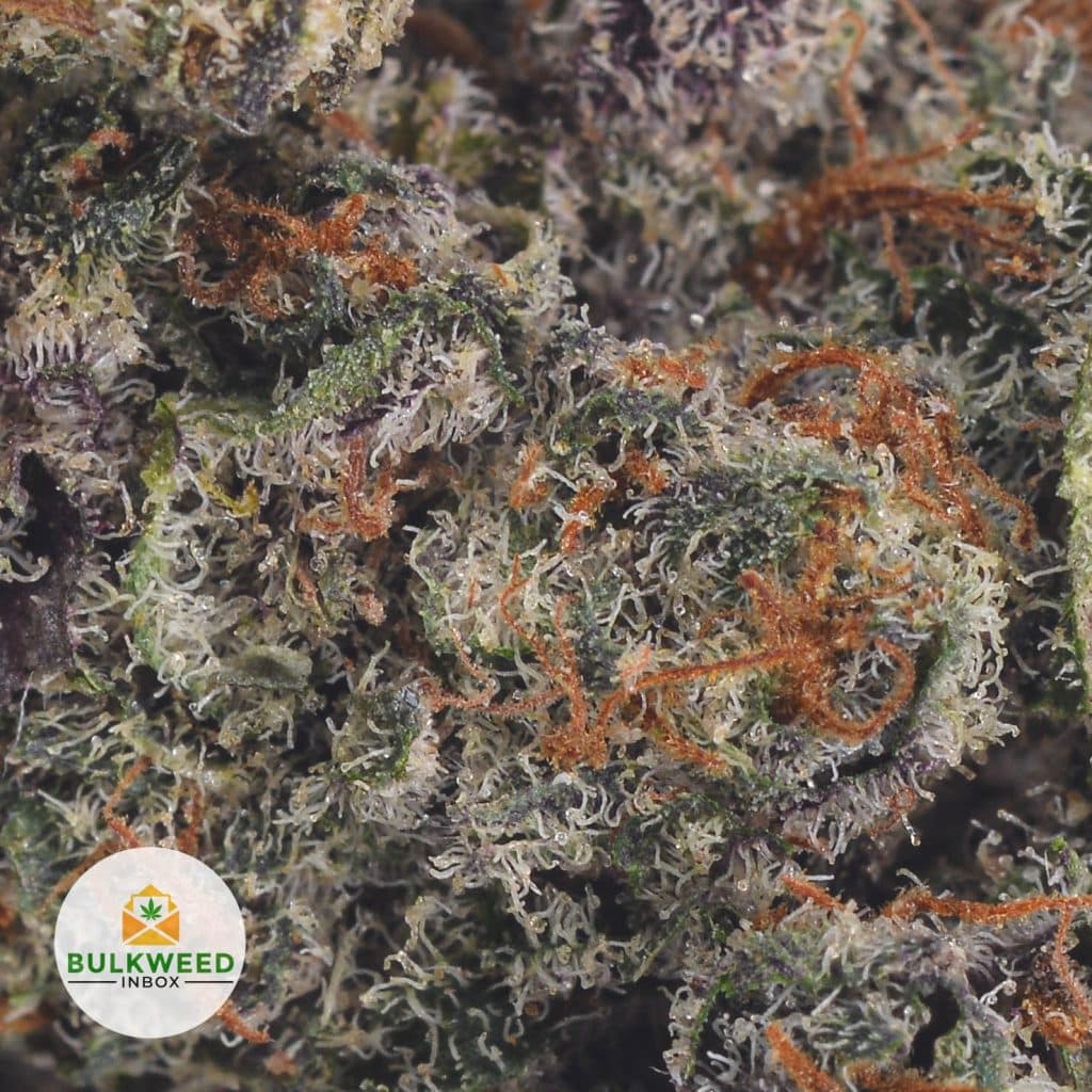 BLACK-DOMINA-POPCORN-2