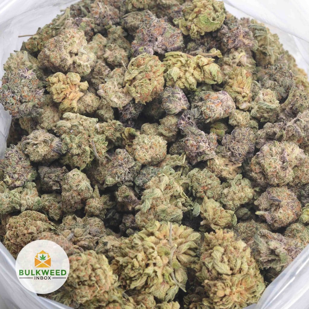 BLACK-DOMINA-POPCORN-4