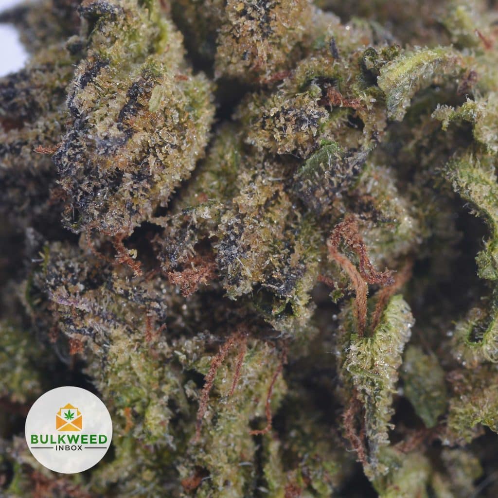 BLACK-KUSH-2