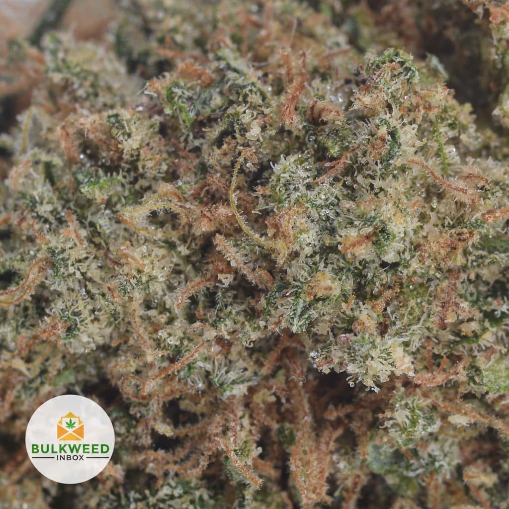CANNALOPE-HAZE-2
