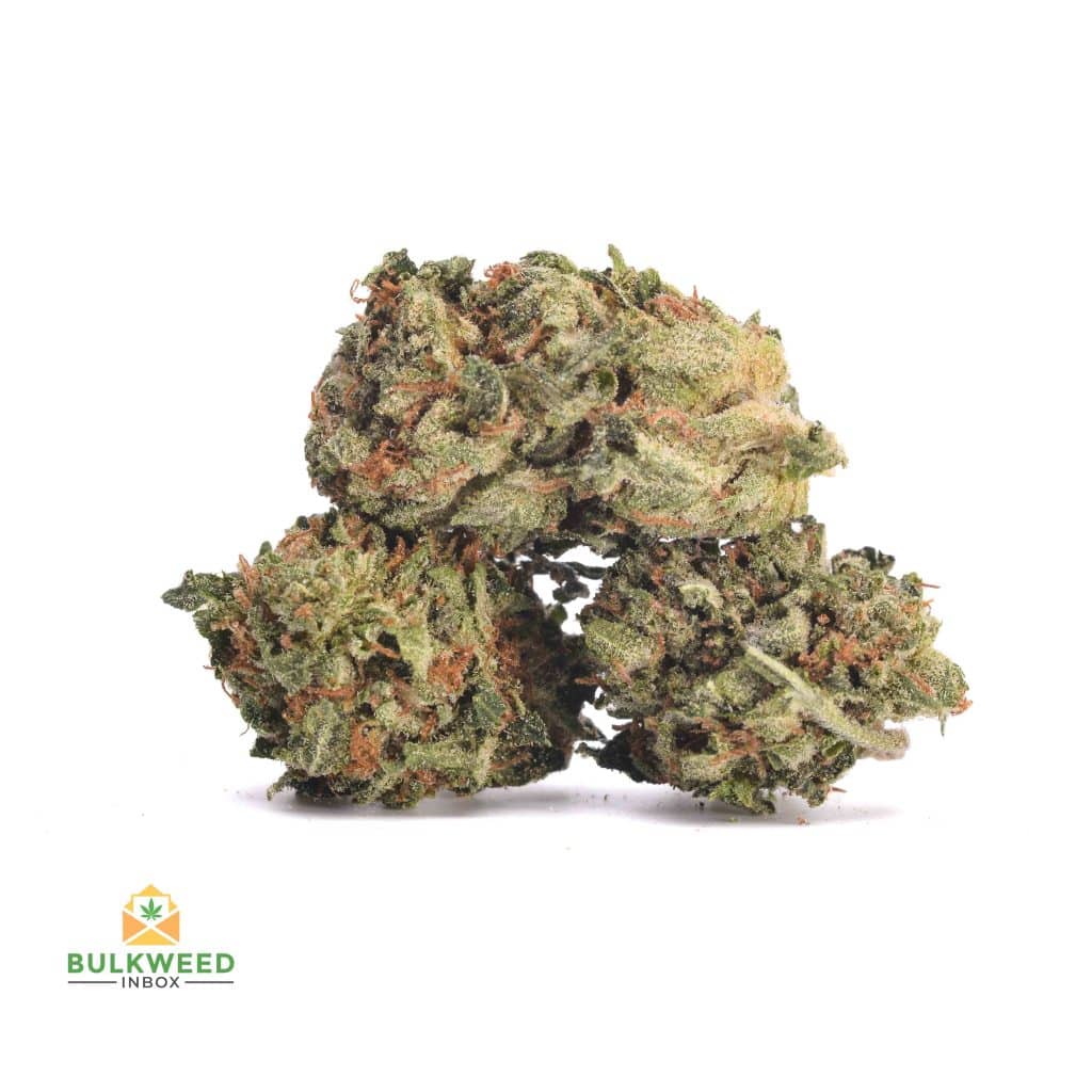 CRITICAL-KUSH-POPCORN-1