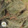 CRITICAL-KUSH-POPCORN-2-1