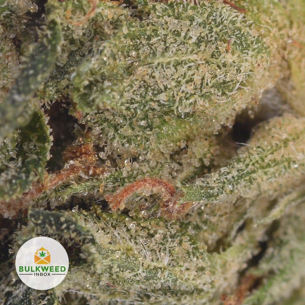 CRITICAL-KUSH-POPCORN-2-1