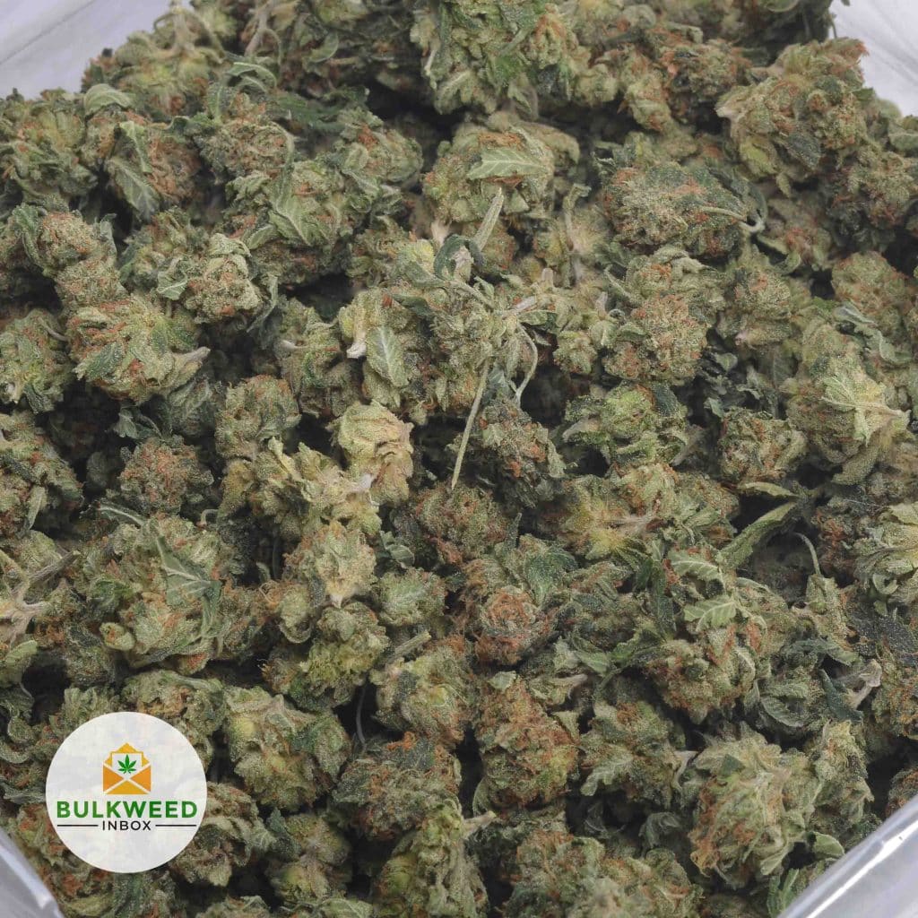 CRITICAL-KUSH-POPCORN-3