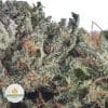 DANK-SCHRADER-2