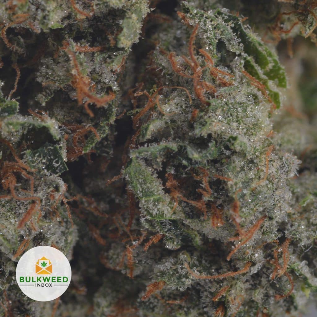 DEATH-BUBBA-2