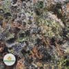 Fire-Breath-Trichome