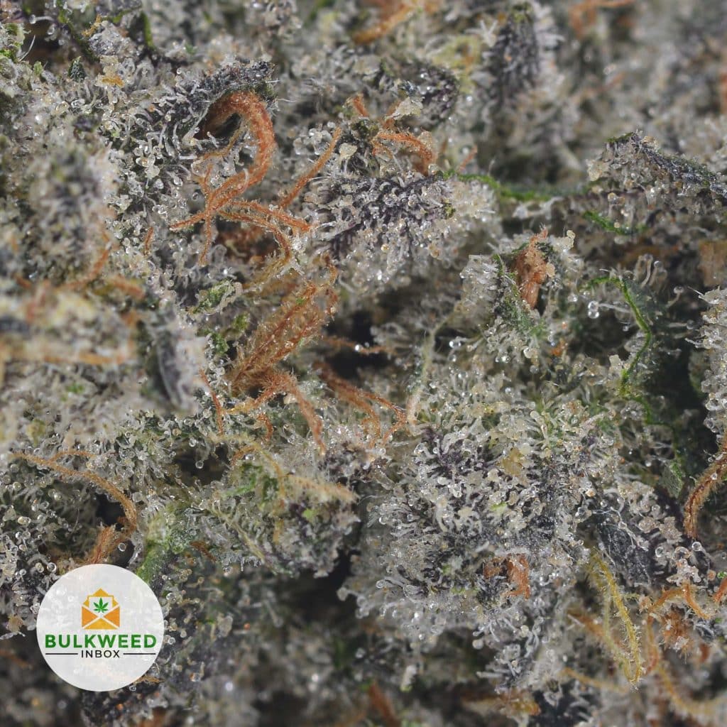 GALACTIC-JACK-KOOTNEY-CRAFT-FARMS-2