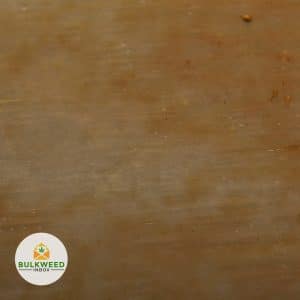 GASSY-ROCKSTAR-SHATTER