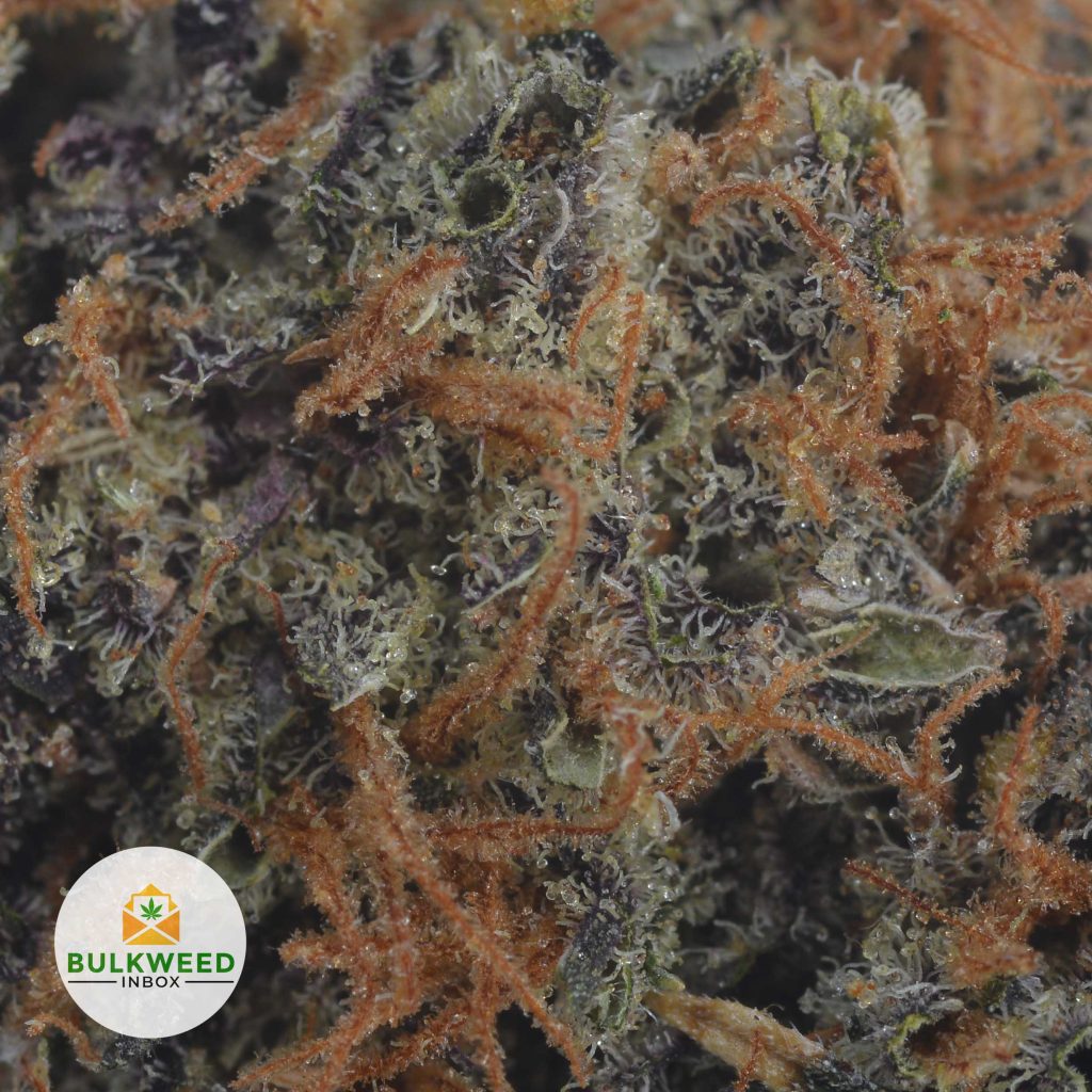 GHOST-TRAIN-HAZE-2