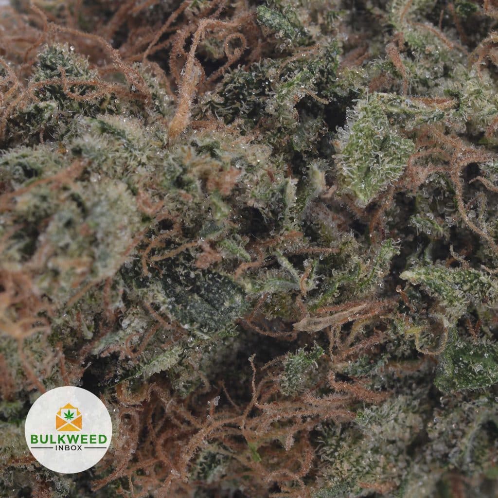HAWAIIAN-SNOW-2