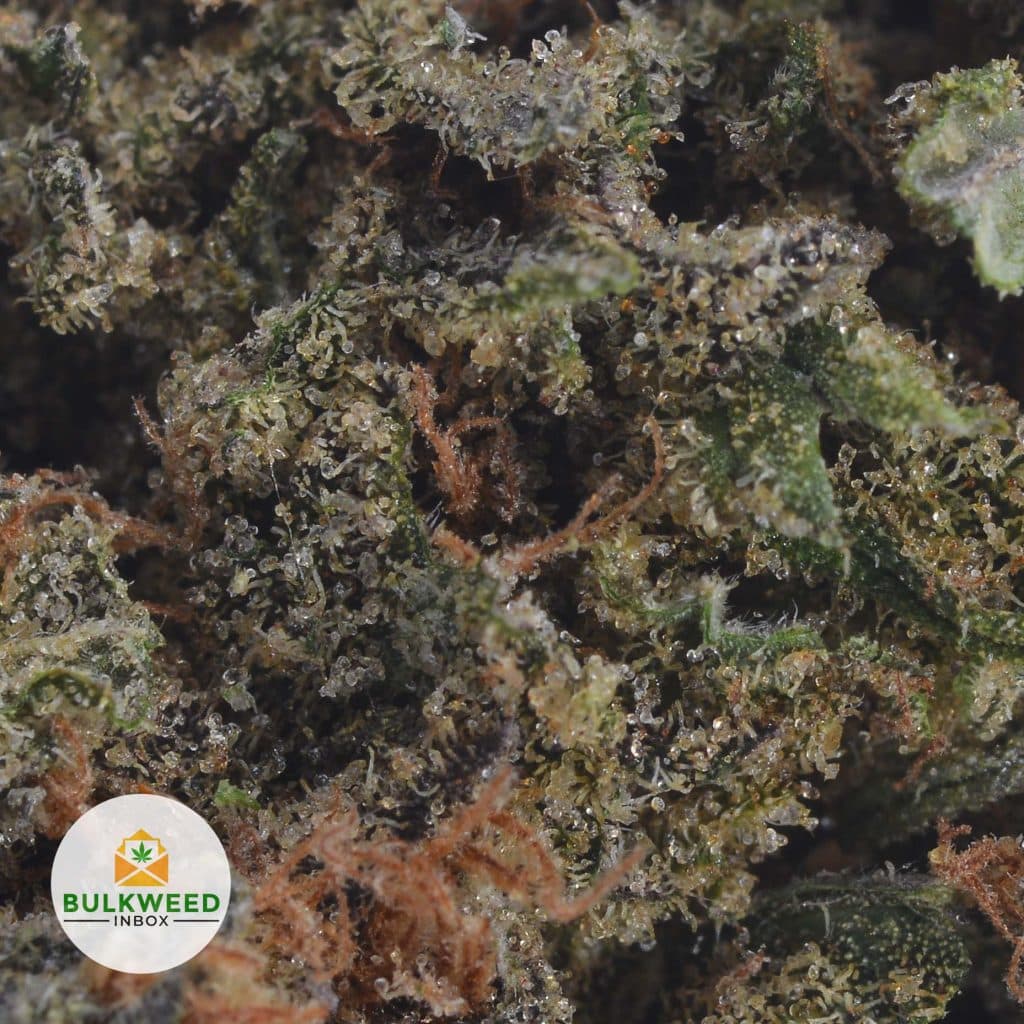 HINDU-KUSH-5-2