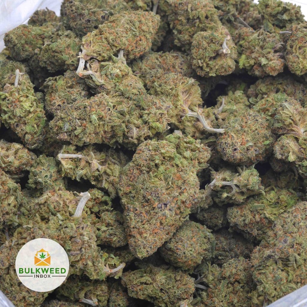 HUCKLEBERRY-1