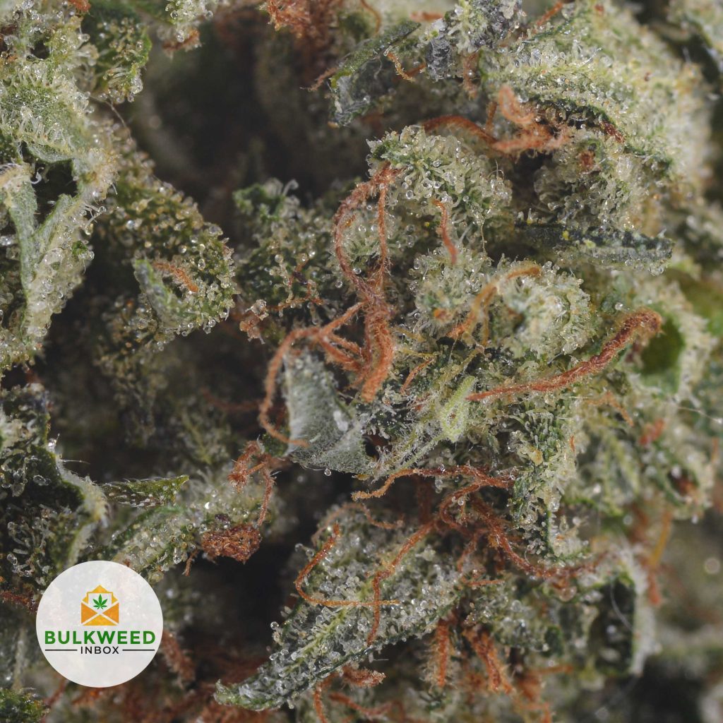 MASTER-KUSH-2