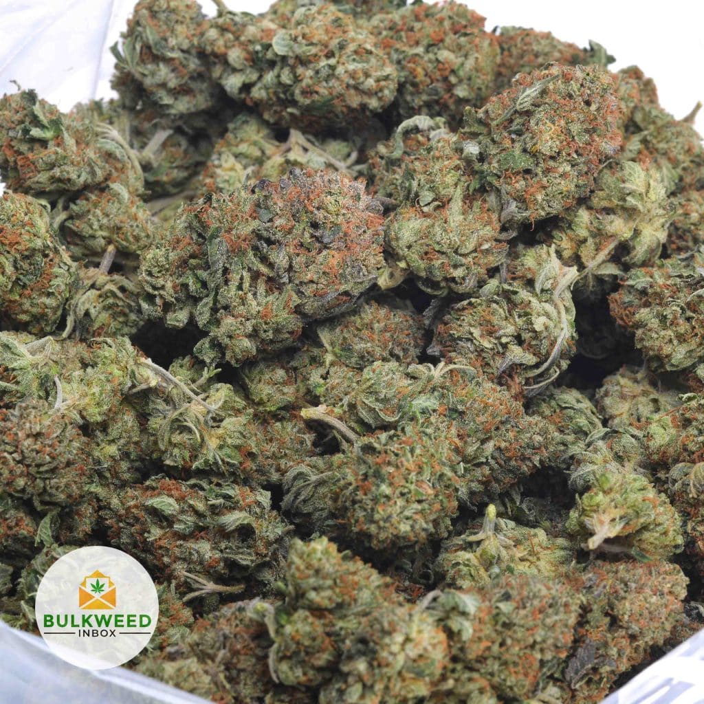 MASTER-KUSH-3
