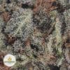 MENDO-BREATH-2