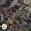 OBAMA-KUSH-3-1