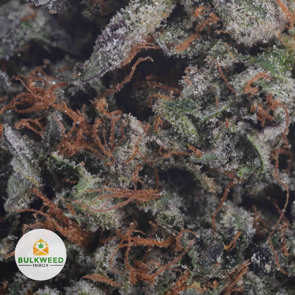 OBAMA-KUSH-3-1
