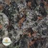PINK-KUSH-2