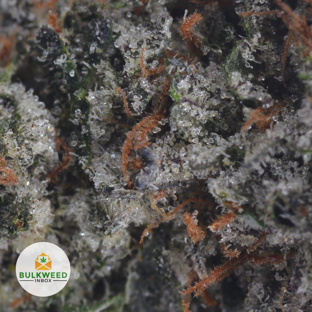 PINK-KUSH-2