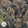 PINK-KUSH-BBAAAA2-2