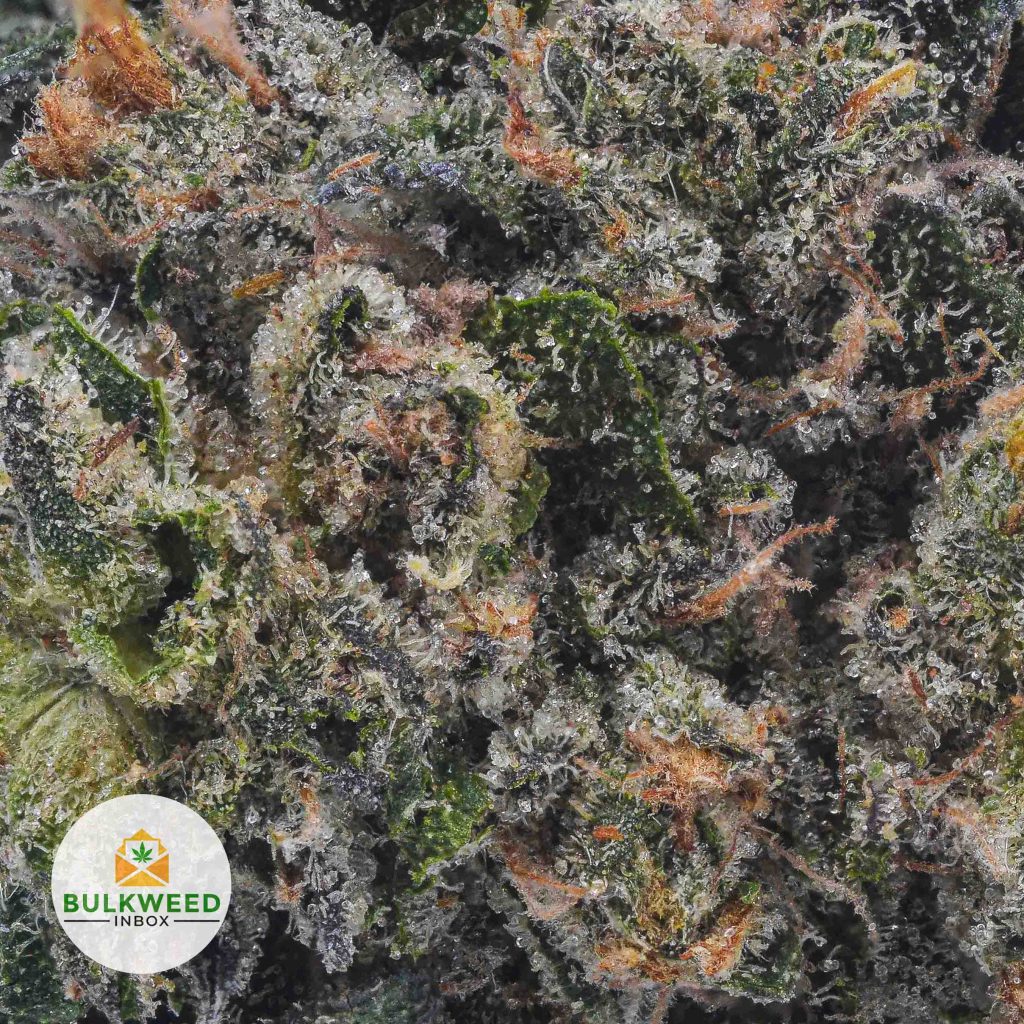 PINK-KUSH-BBAAAA2-2