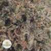PINK-TUNA-2