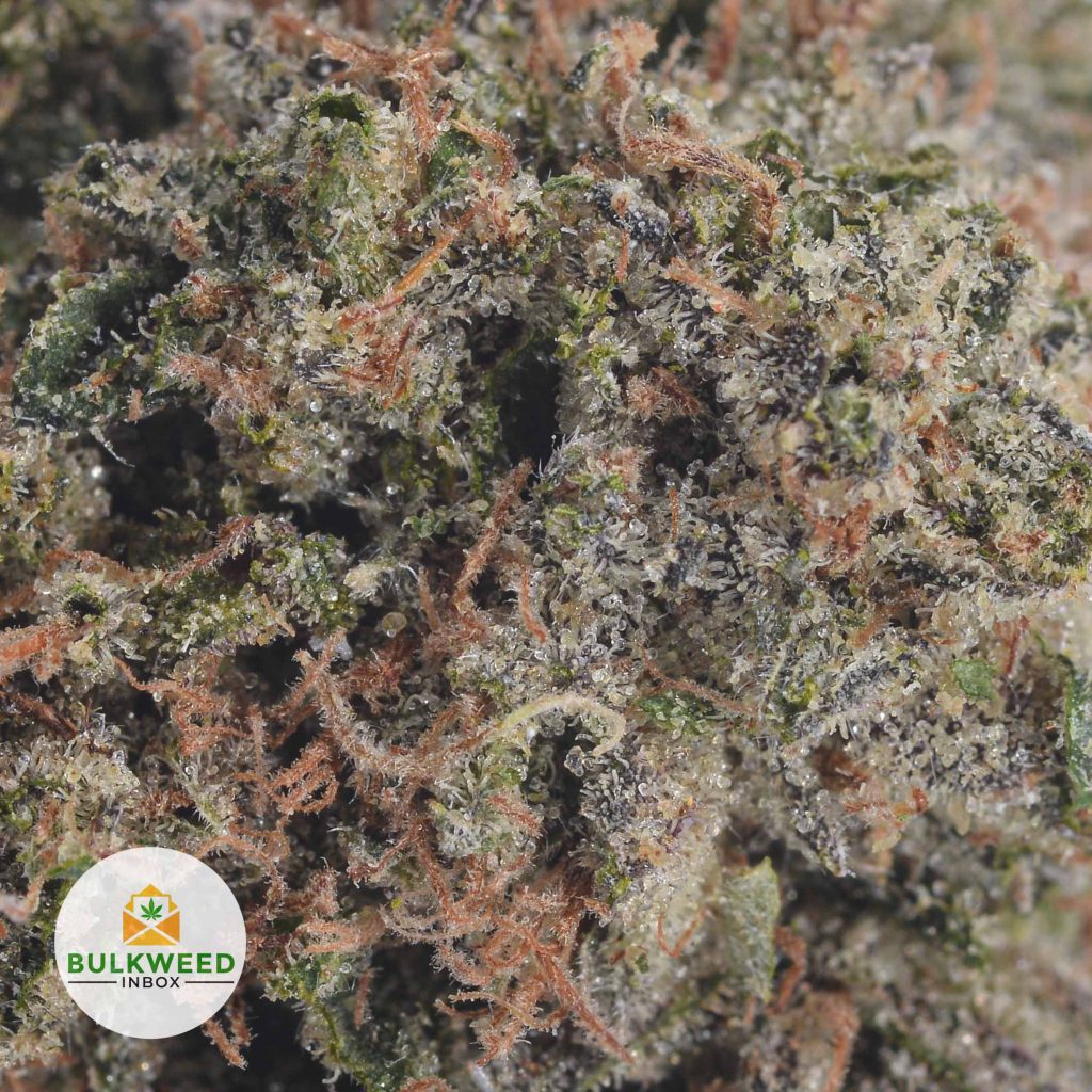 PINK-TUNA-2