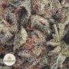 PLATINUM-HAZE-AA2