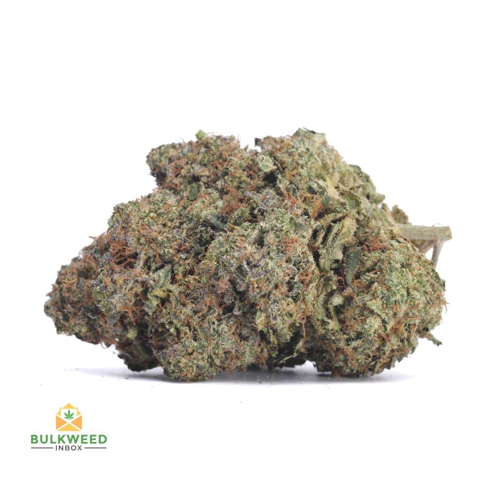 PLATINUM-ROCKSTAR